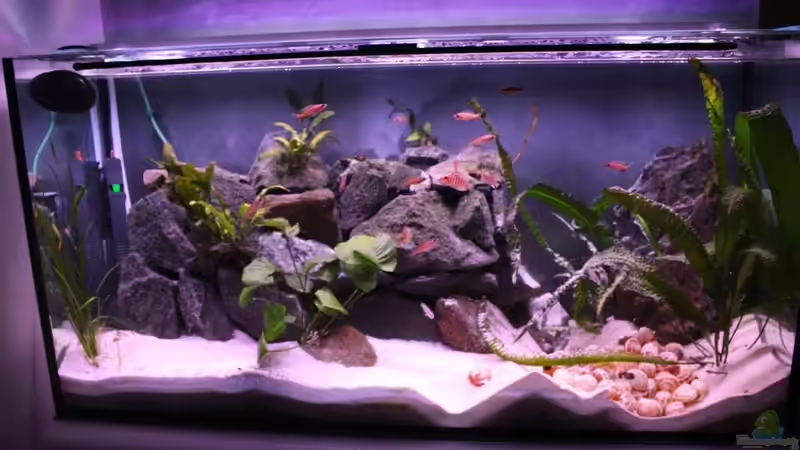 Aquarium Hauptansicht von Tomganjika Aquarium Hauptansicht von Tomganjika