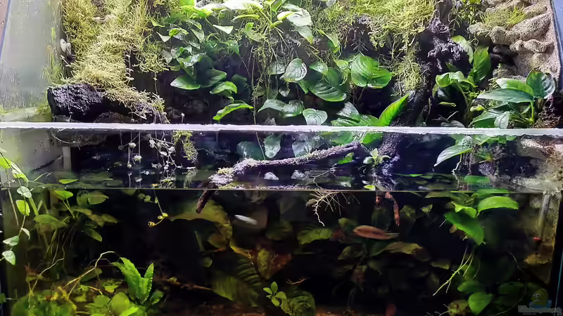 Aquarium Hauptansicht von Traum von Afrika Aquarium Hauptansicht von Traum von Afrika