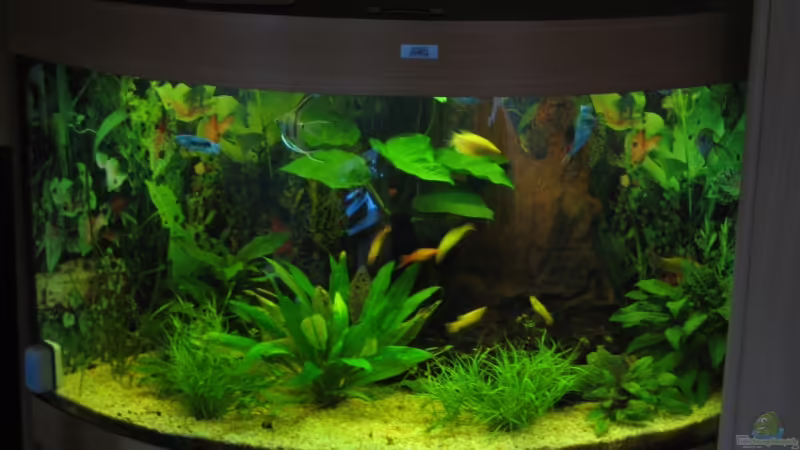Aquarium Hauptansicht von Trigon 190 Aquarium Hauptansicht von Trigon 190