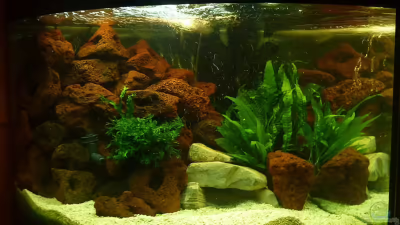 Aquarium Hauptansicht von Trigon 190 Aquarium Hauptansicht von Trigon 190