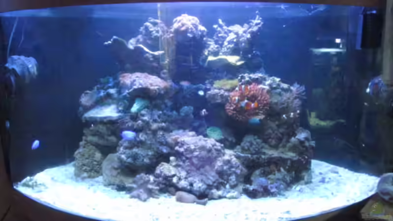 Aquarium Hauptansicht von Trigon 350 Meerwasser Aquarium Hauptansicht von Trigon 350 Meerwasser