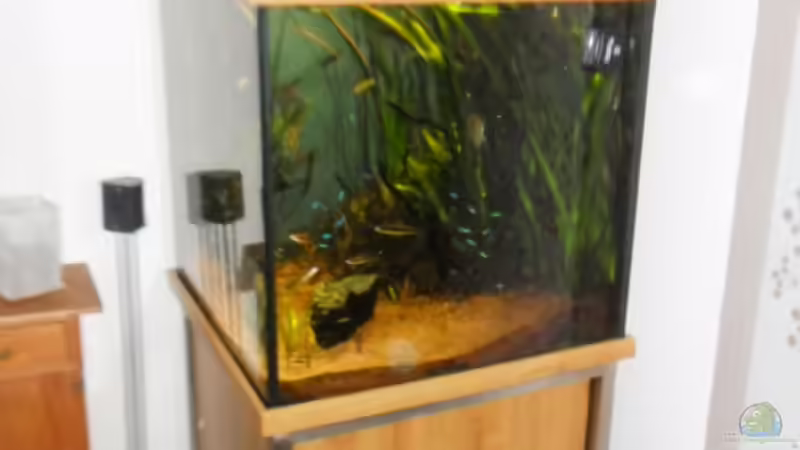 Aquarium Hauptansicht von Tropenwürfel Aquarium Hauptansicht von Tropenwürfel