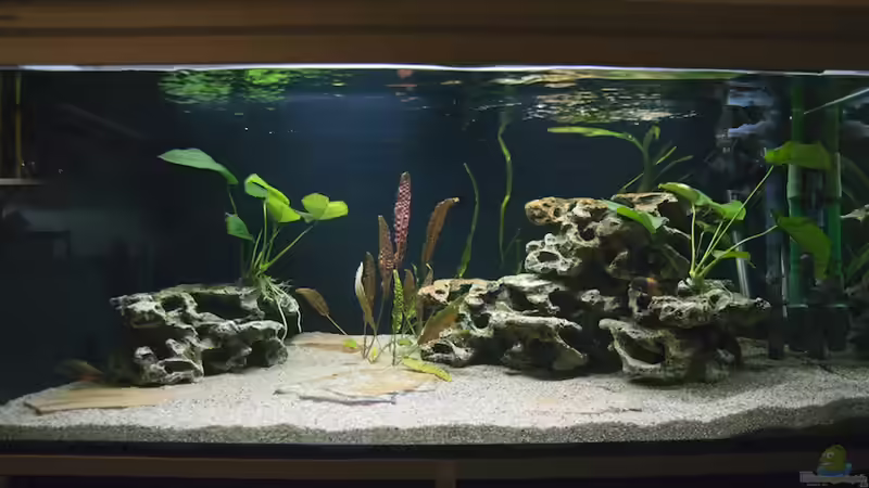 Aquarium Hauptansicht von Tropheus Bemba Aquarium Hauptansicht von Tropheus Bemba