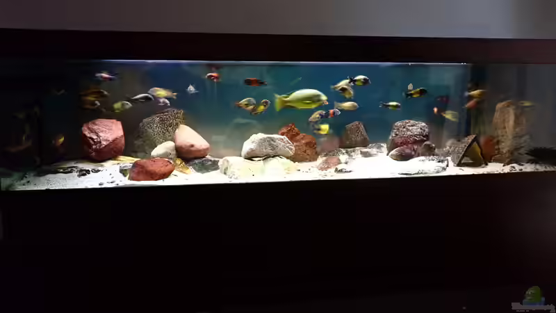 Aquarium Hauptansicht von Tropheus Männeraquarium Aquarium Hauptansicht von Tropheus Männeraquarium