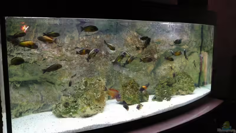 Aquarium Hauptansicht von Tropheusbecken Aquarium Hauptansicht von Tropheusbecken