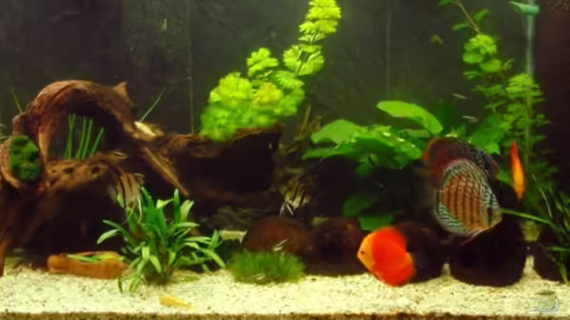 Aquarium Hauptansicht von Tropic Dream Aquarium Hauptansicht von Tropic Dream