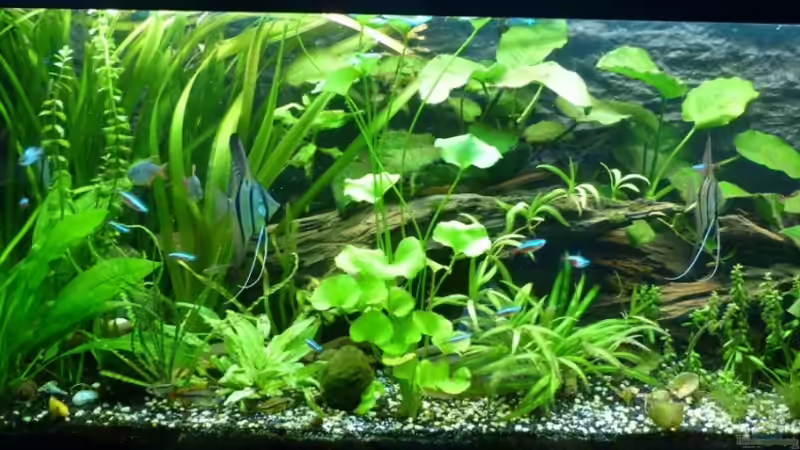 Aquarium Hauptansicht von Tropic Dream Aquarium Hauptansicht von Tropic Dream