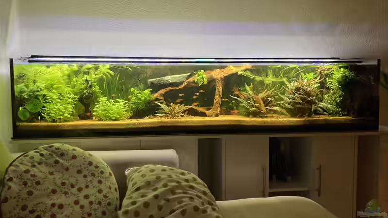 Aquarium Hauptansicht von Tropischer Bachlauf (existiert so nicht mehr) Aquarium Hauptansicht von Tropischer Bachlauf (existiert so nicht mehr)