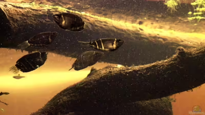 Aquarium Hauptansicht von Two forests Aquarium Hauptansicht von Two forests