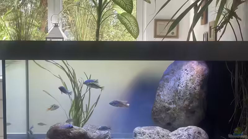 Aquarium Hauptansicht von Übergangszone Aquarium Hauptansicht von Übergangszone