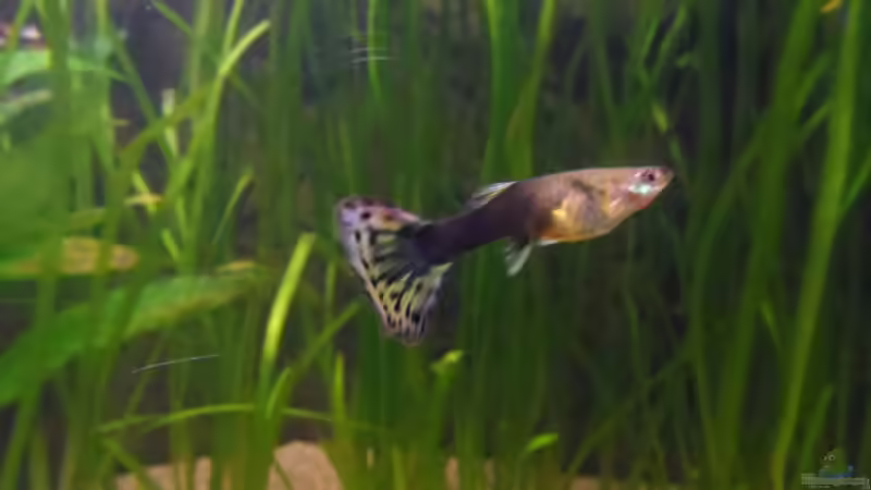 Aquarium Hauptansicht von Unser großer Spielplatz aufgelöst Aquarium Hauptansicht von Unser großer Spielplatz aufgelöst