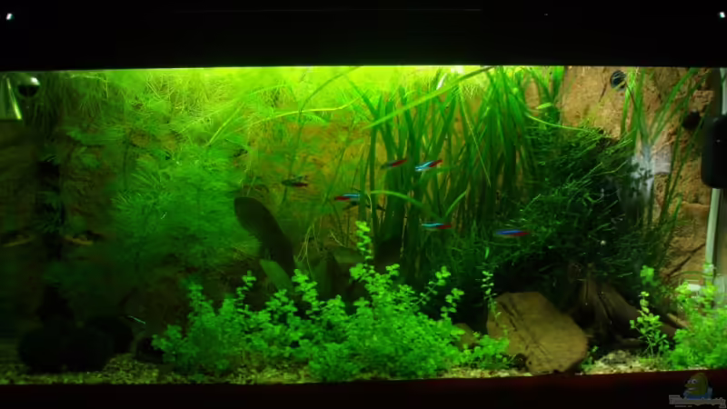 Aquarium Hauptansicht von Unser Küchenfernseher Aquarium Hauptansicht von Unser Küchenfernseher