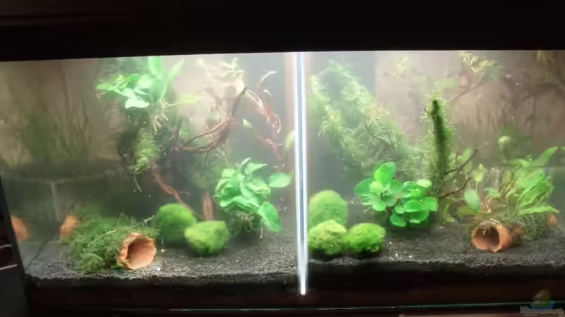 Aquarium Hauptansicht von Unser zweites Küchenfenster Aquarium Hauptansicht von Unser zweites Küchenfenster