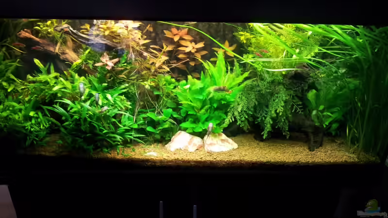 Aquarium Hauptansicht von Unterwasserdschungel Aquarium Hauptansicht von Unterwasserdschungel