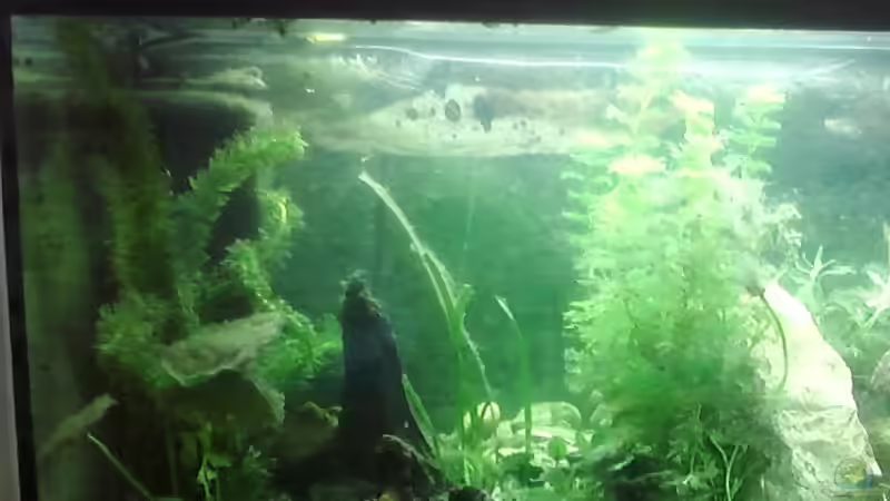 Aquarium Hauptansicht von Unterwasserwelt Aquarium Hauptansicht von Unterwasserwelt