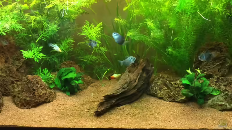 Aquarium Hauptansicht von Unterwasserwelt Aquarium Hauptansicht von Unterwasserwelt