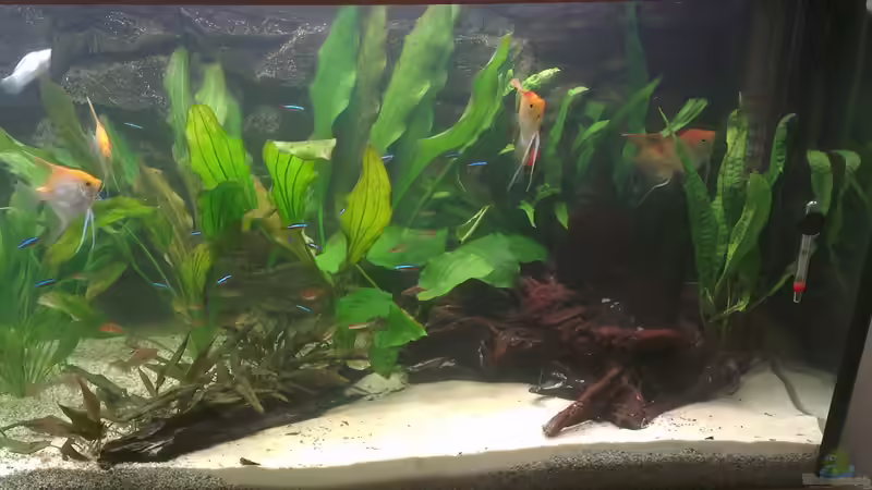 Aquarium Hauptansicht von Used Aquarium Hauptansicht von Used