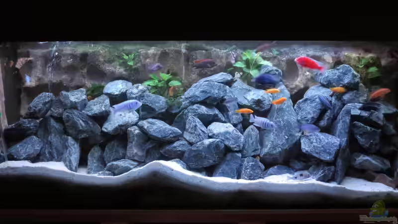 Aquarium Hauptansicht von Uwe´s Malawi Aquarium Hauptansicht von Uwe´s Malawi