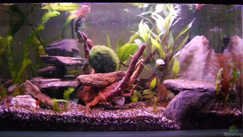 Aquarium Hauptansicht von Vasquezae Klettergarten Aquarium Hauptansicht von Vasquezae Klettergarten