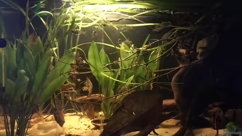 Aquarium Hauptansicht von Vergrößerung von kleines Grün Aquarium Hauptansicht von Vergrößerung von kleines Grün