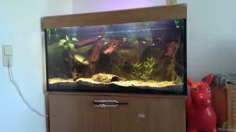 Aquarium Hauptansicht von Versuch `die Erste` Aquarium Hauptansicht von Versuch `die Erste`