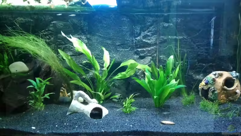 Aquarium Hauptansicht von Versunkene Welt Aquarium Hauptansicht von Versunkene Welt