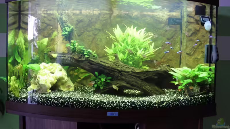 Aquarium Hauptansicht von Vision Becken Aquarium Hauptansicht von Vision Becken