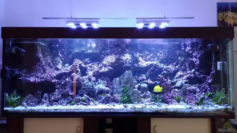 Aquarium Hauptansicht von Vulcano Reef Aquarium Hauptansicht von Vulcano Reef