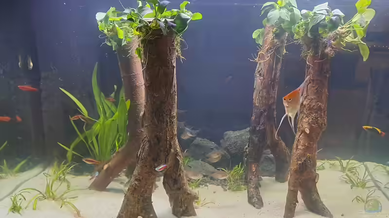 Aquarium Hauptansicht von Waldstück vom Anfänger Aquarium Hauptansicht von Waldstück vom Anfänger