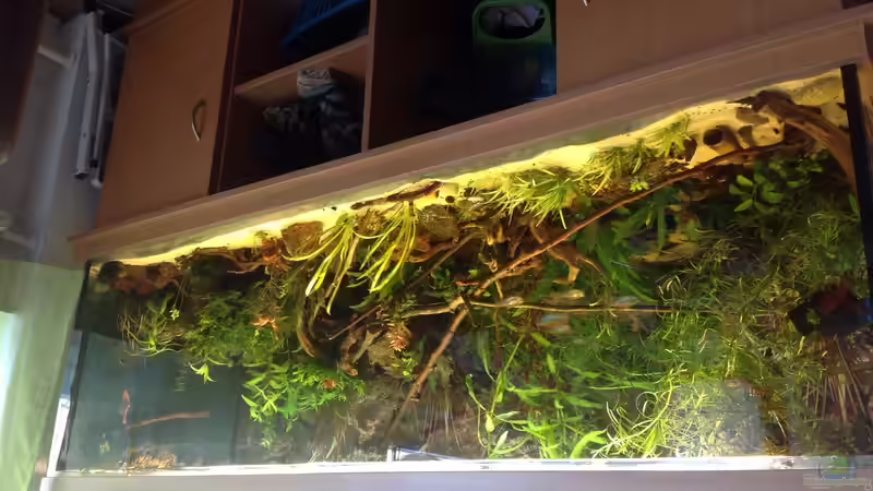 Aquarium Hauptansicht von Westafrika Becken Aquarium Hauptansicht von Westafrika Becken