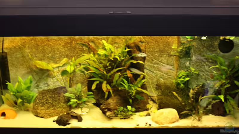 Aquarium Hauptansicht von Westafrika Flusslauf Aquarium Hauptansicht von Westafrika Flusslauf