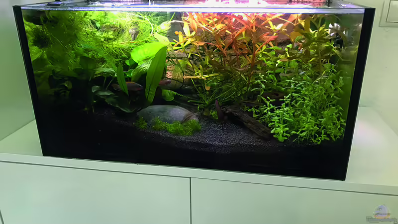 Aquarium Hauptansicht von Westafrika Aquarium Hauptansicht von Westafrika