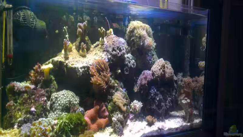 Aquarium Hauptansicht von Westerwälder Nanoriff Aquarium Hauptansicht von Westerwälder Nanoriff