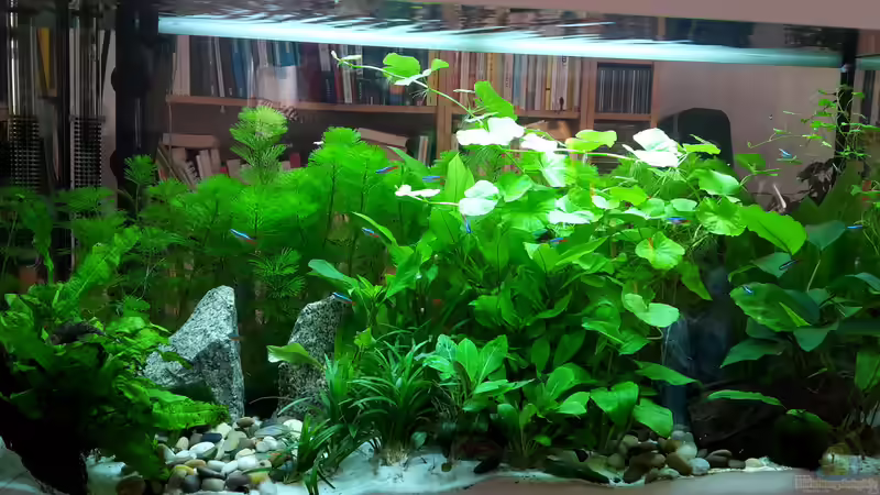 Aquarium Hauptansicht von White Sands Aquarium Hauptansicht von White Sands