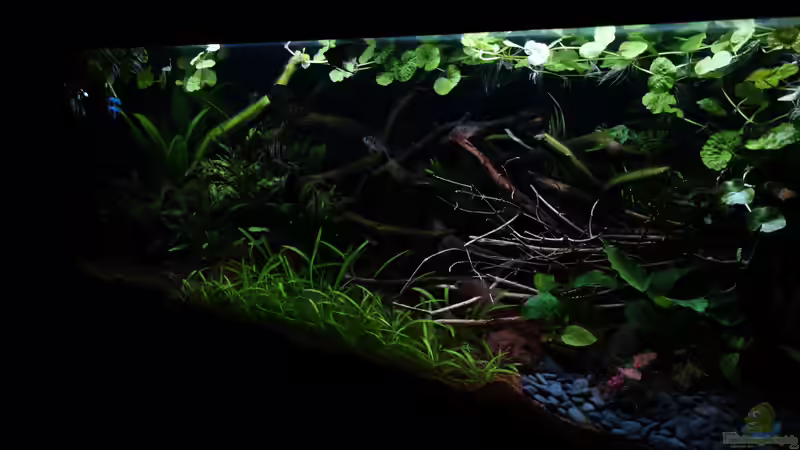 Aquarium Hauptansicht von Wild Rio Guapore Aquarium Hauptansicht von Wild Rio Guapore