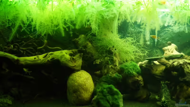 Aquarium Hauptansicht von "Wilde Horde" Aquarium Hauptansicht von "Wilde Horde"