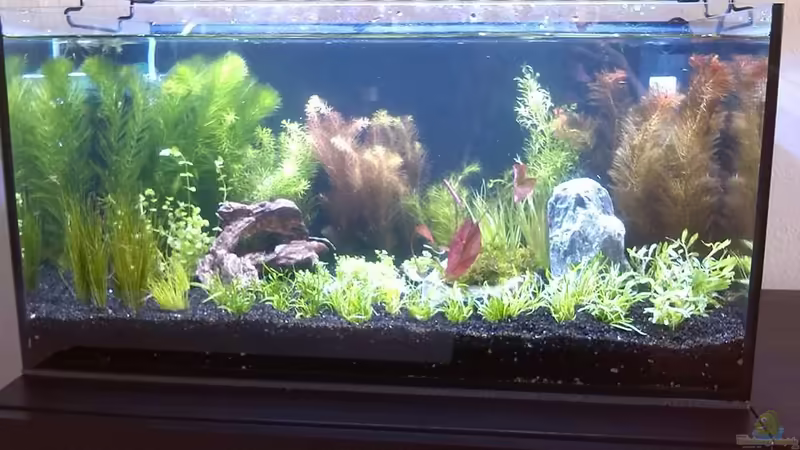 Aquarium Hauptansicht von Wirbellose und Lebendgebärende Aquarium Hauptansicht von Wirbellose und Lebendgebärende