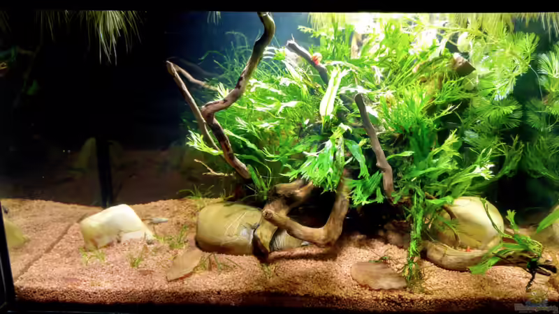 Aquarium Hauptansicht von Wirbellosenbecken mit Red Fire Garnelen Aquarium Hauptansicht von Wirbellosenbecken mit Red Fire Garnelen