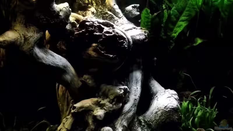 Aquarium Hauptansicht von Woha Cube Aquarium Hauptansicht von Woha Cube