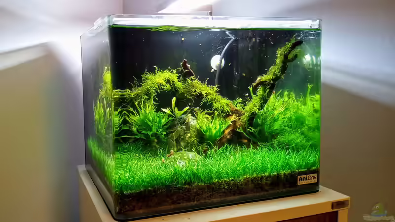 Aquarium Hauptansicht von Wohnzimmer Nano Aquarium Hauptansicht von Wohnzimmer Nano
