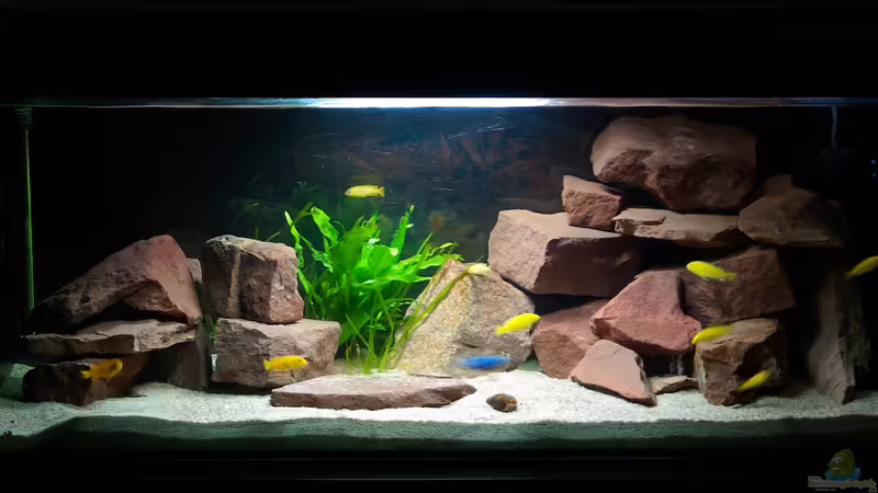 Aquarium Hauptansicht von Wohnzimmer Aquarium Hauptansicht von Wohnzimmer
