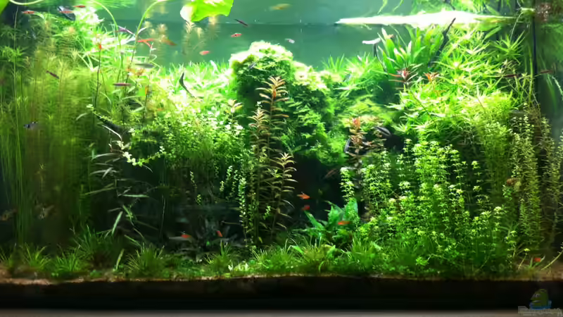 Aquarium Hauptansicht von Wohnzimmeraquarium Aquarium Hauptansicht von Wohnzimmeraquarium