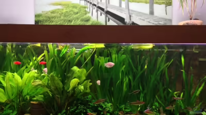 Aquarium Hauptansicht von Wohnzimmerbecken Aquarium Hauptansicht von Wohnzimmerbecken