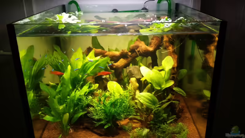 Aquarium Hauptansicht von Würfel 300 Liter Aquarium Hauptansicht von Würfel 300 Liter