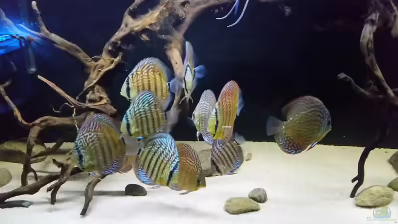 Aquarium Hauptansicht von Wurzelbiotop 2 (Nur noch als Beispiel) Aquarium Hauptansicht von Wurzelbiotop 2 (Nur noch als Beispiel)