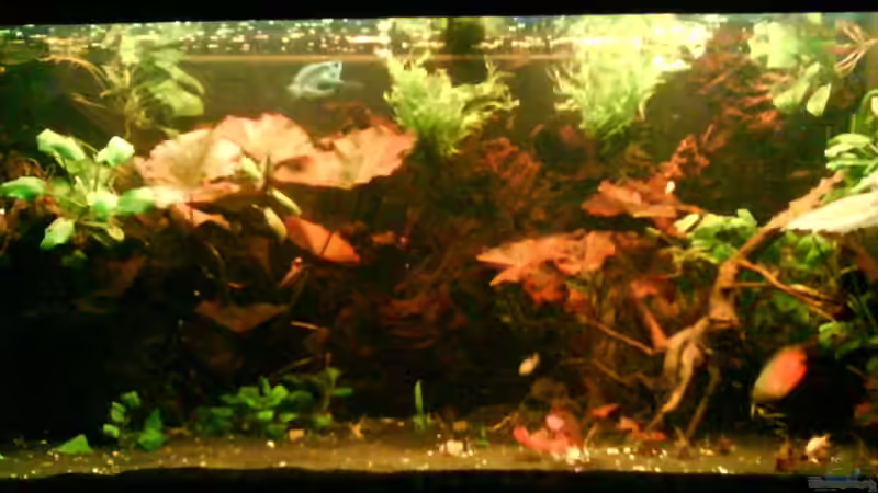 Aquarium Hauptansicht von Wurzelimperium-nur noch als beispiel Aquarium Hauptansicht von Wurzelimperium-nur noch als beispiel