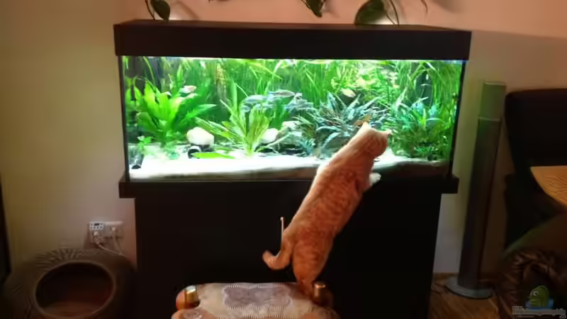 Aquarium Hauptansicht von Yasis AQ Aquarium Hauptansicht von Yasis AQ