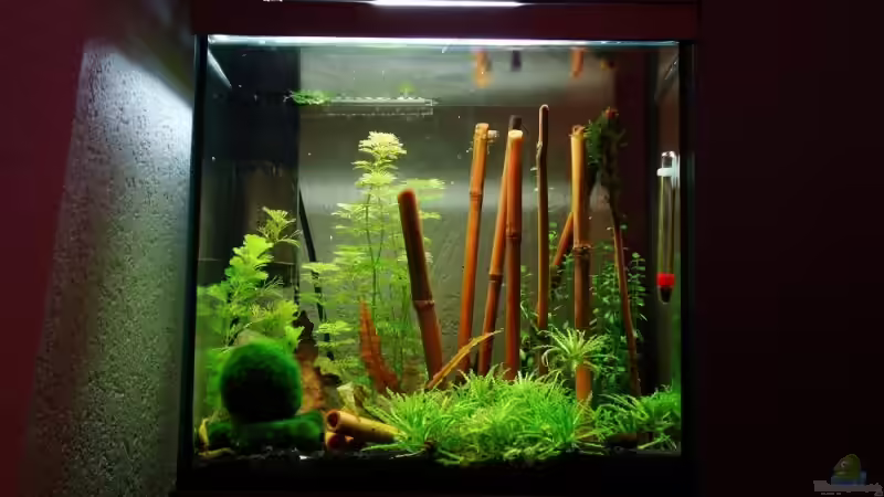 Aquarium Hauptansicht von Yellow Fire Aquarium Aquarium Hauptansicht von Yellow Fire Aquarium