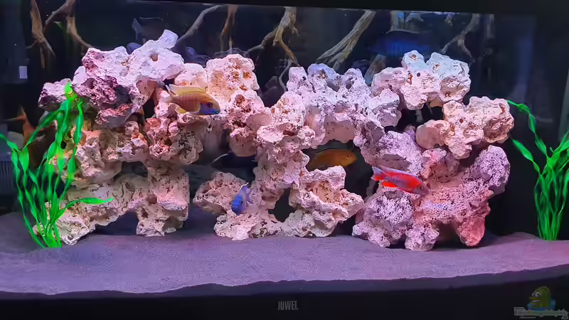 Aquarium Hauptansicht von Yellow-Kaiserparadies Aquarium Hauptansicht von Yellow-Kaiserparadies