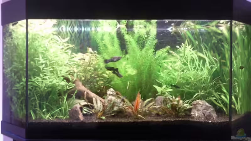 Aquarium Hauptansicht von Zahnkarpfenbecken aufgelöst Aquarium Hauptansicht von Zahnkarpfenbecken aufgelöst